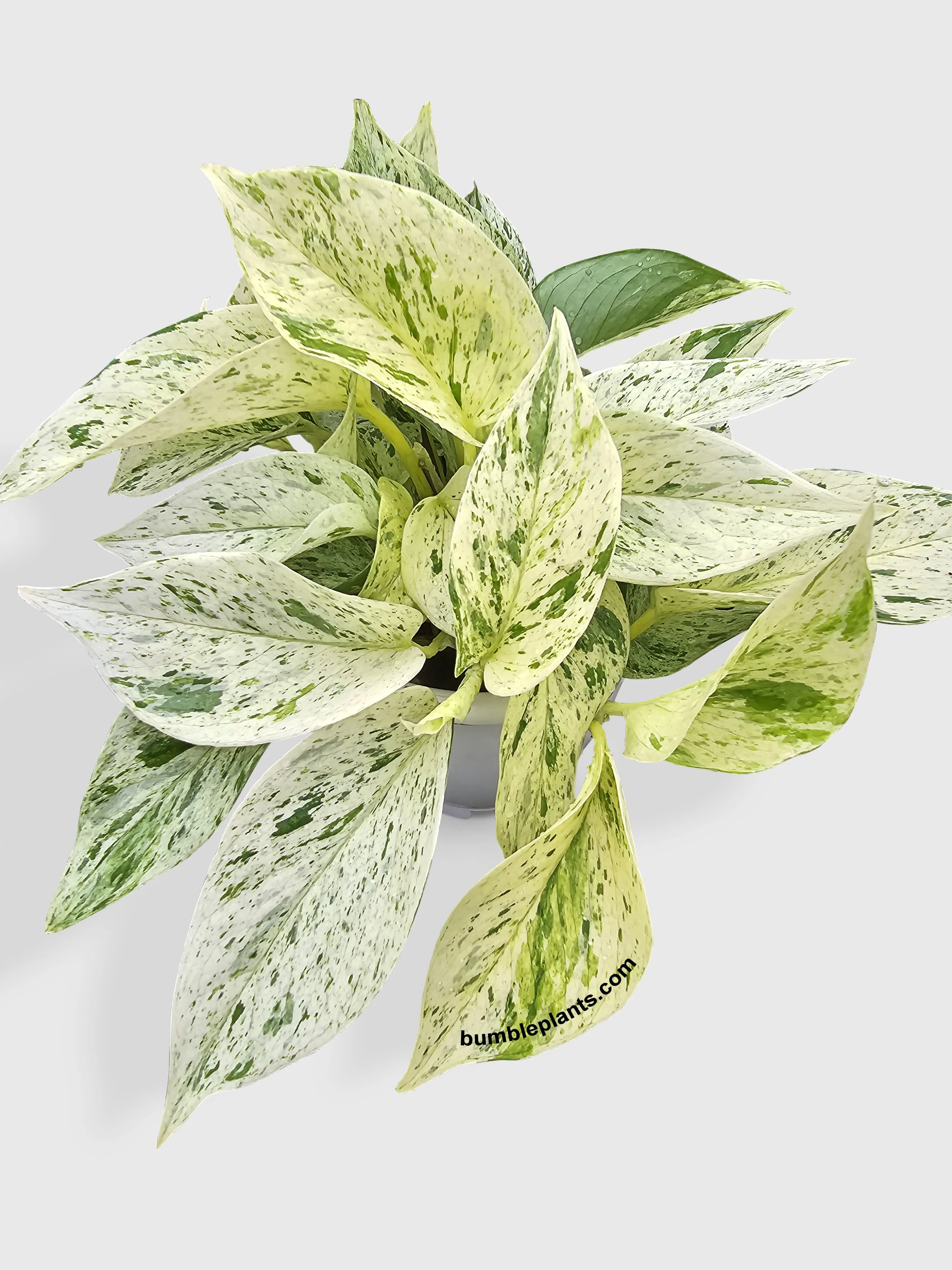 Snow Queen Icy White Pothos