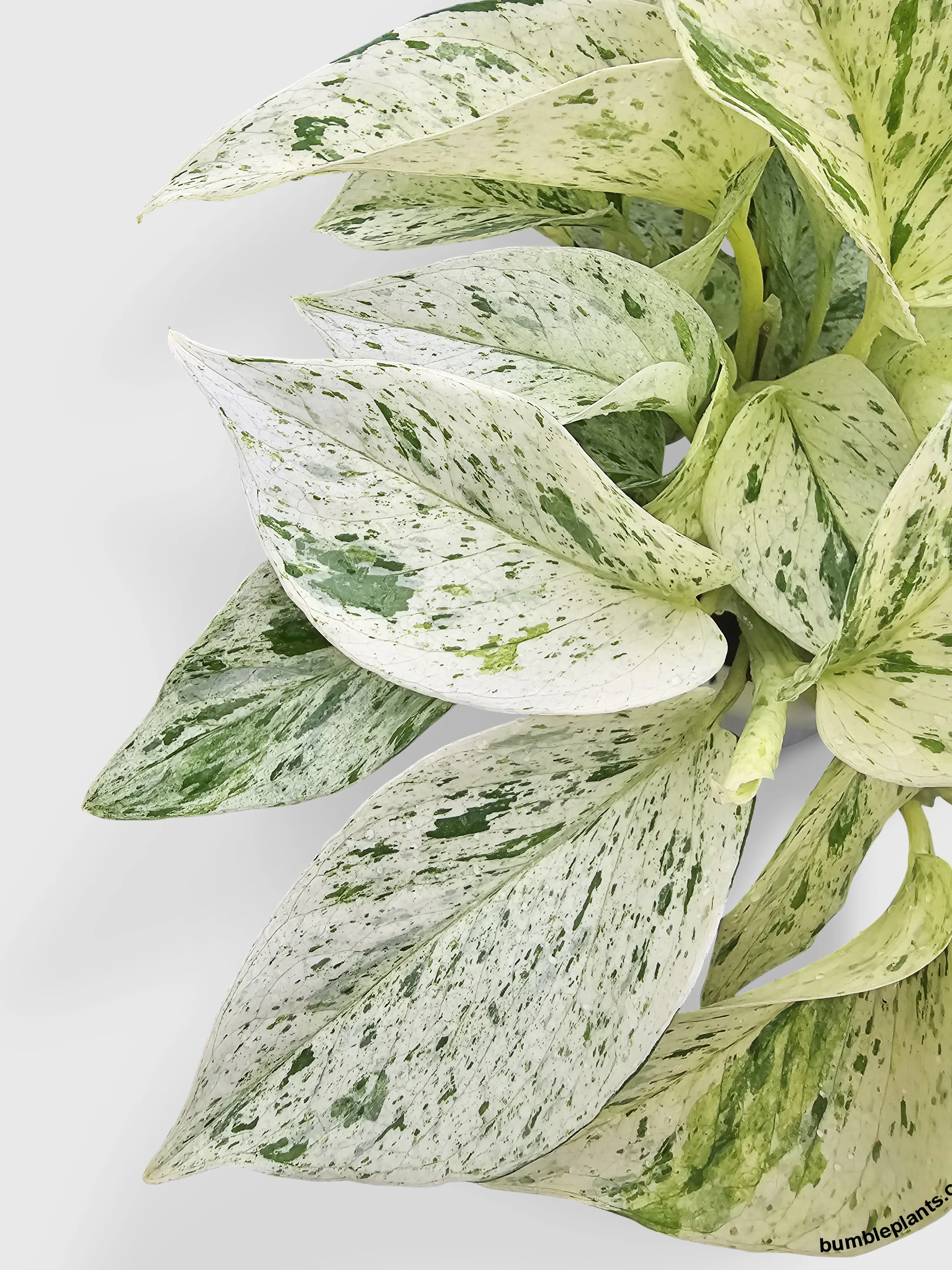 Snow Queen Icy White Pothos