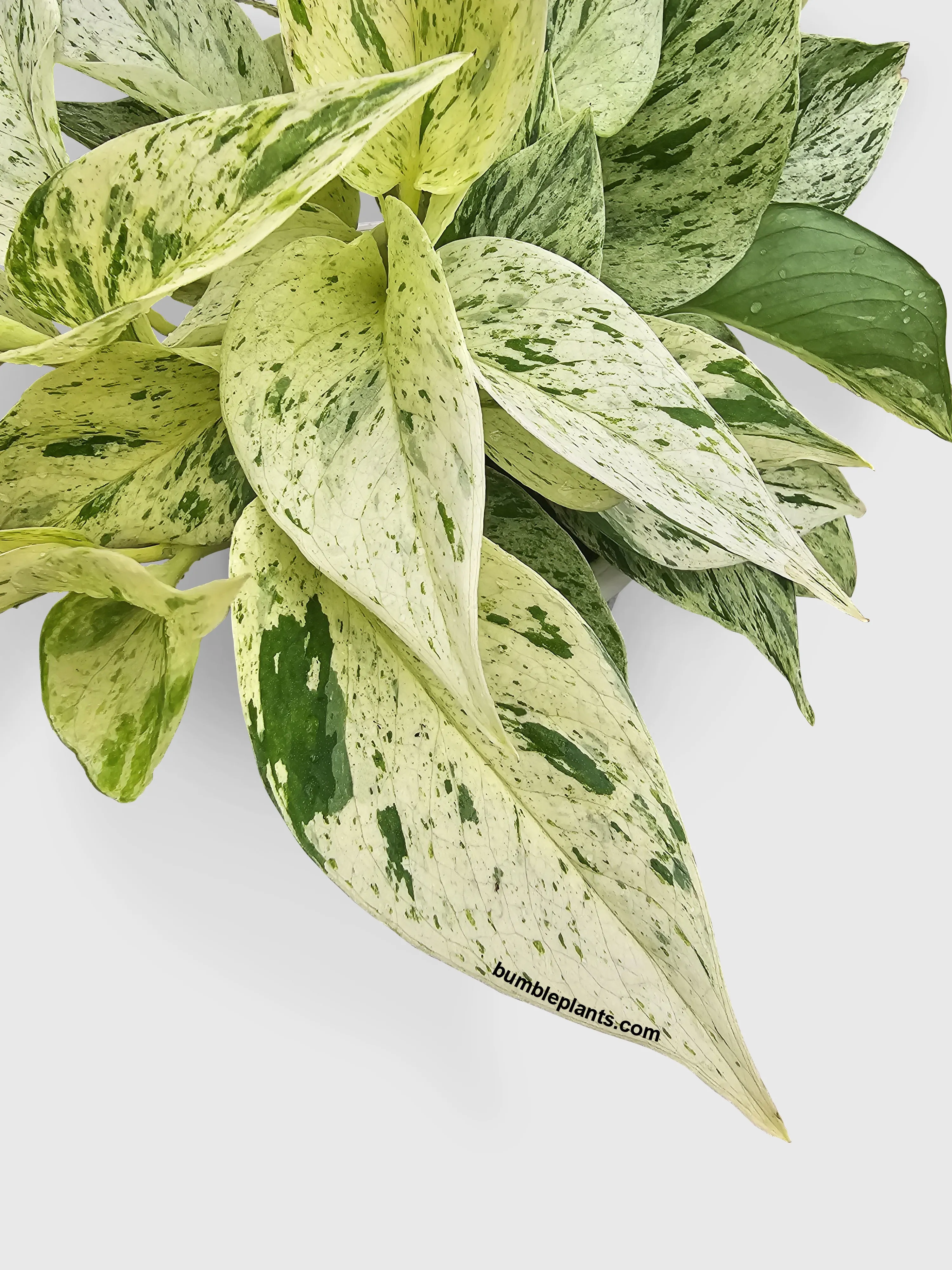 Snow Queen Icy White Pothos