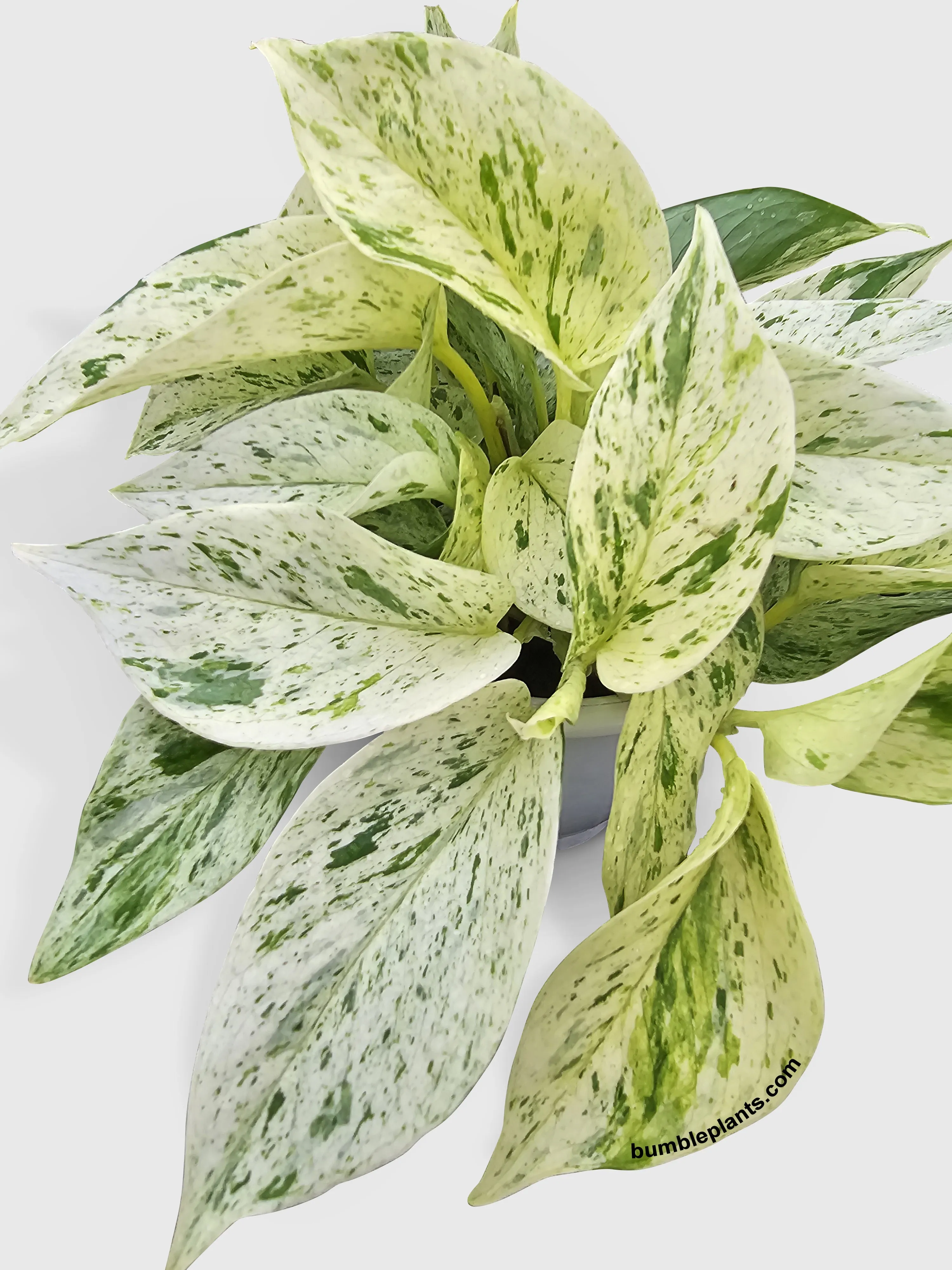 Snow Queen Icy White Pothos