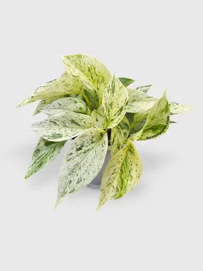 Snow Queen Icy White Pothos