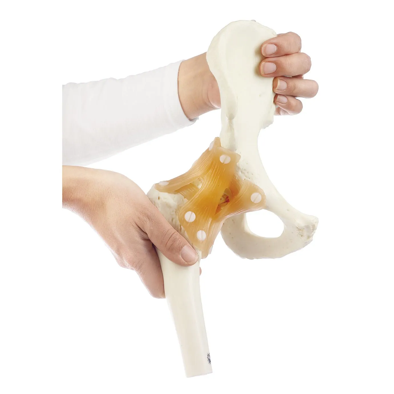 SOMSO Functional Hip Joint Model