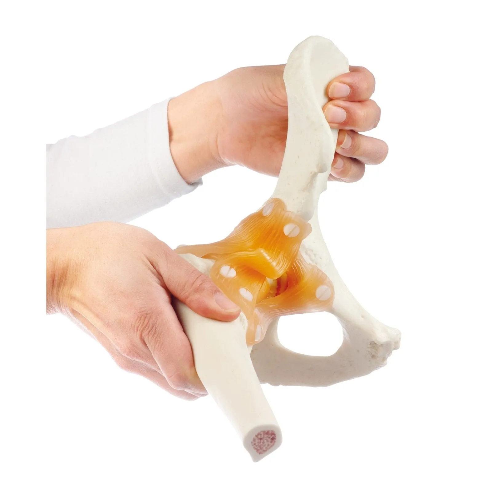 SOMSO Functional Hip Joint Model