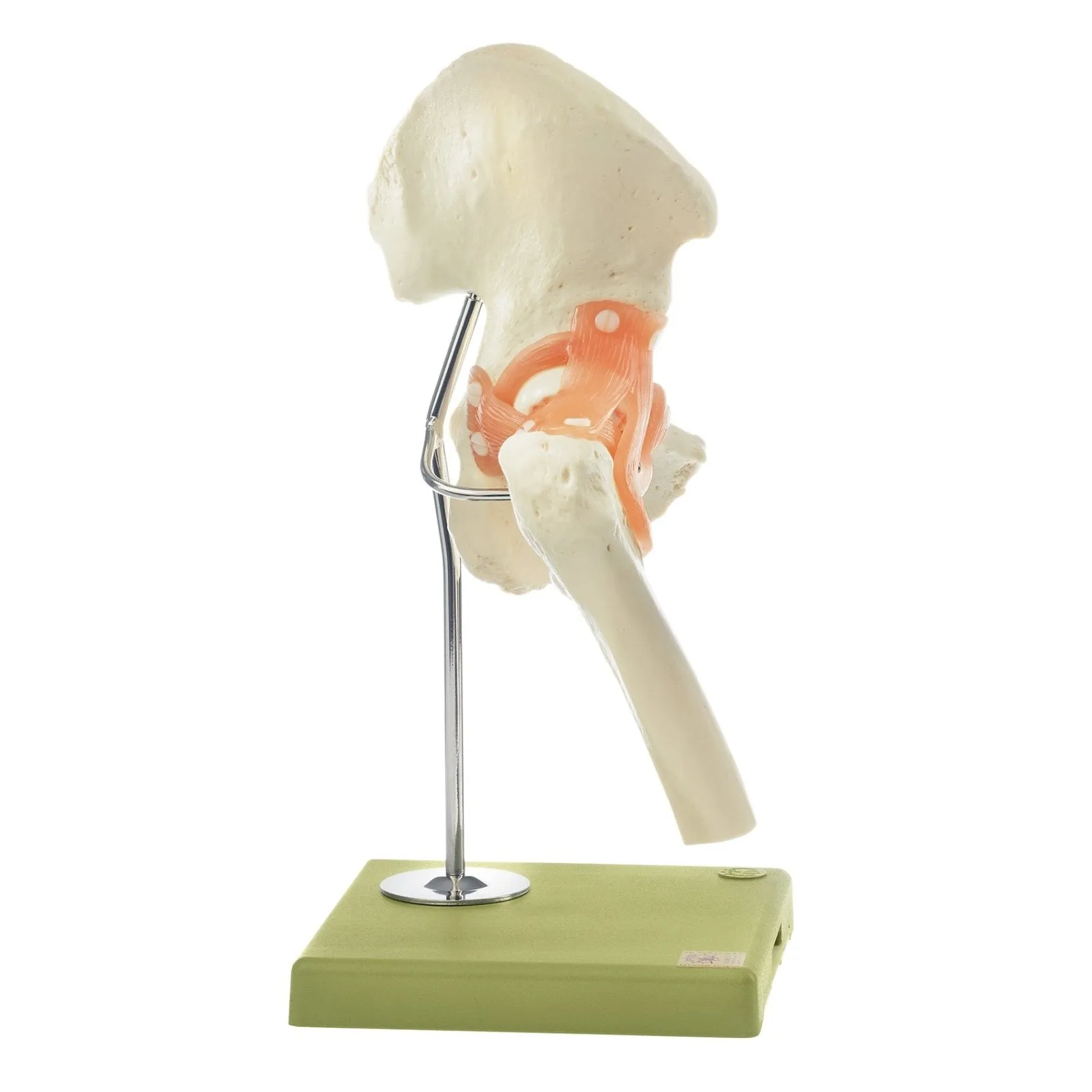SOMSO Functional Hip Joint Model