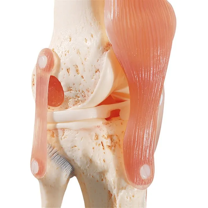 SOMSO Functional Knee Joint Model